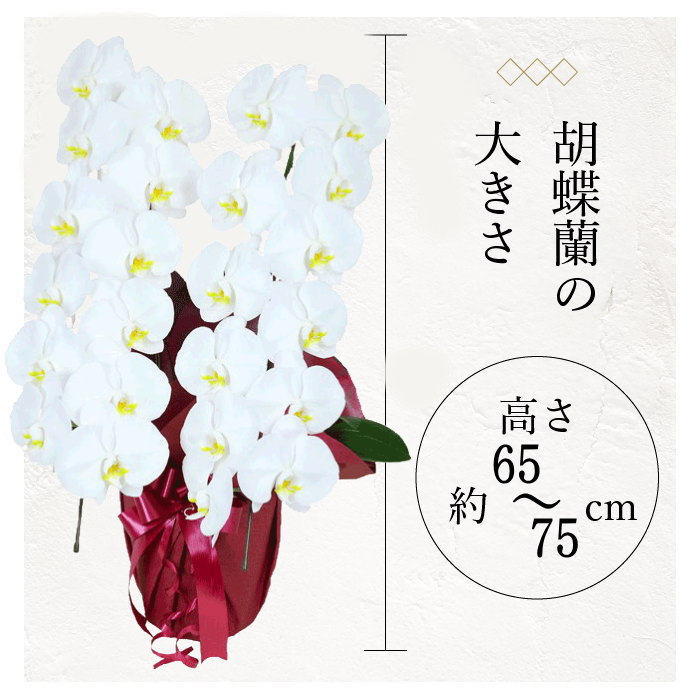 胡蝶蘭の大きさ