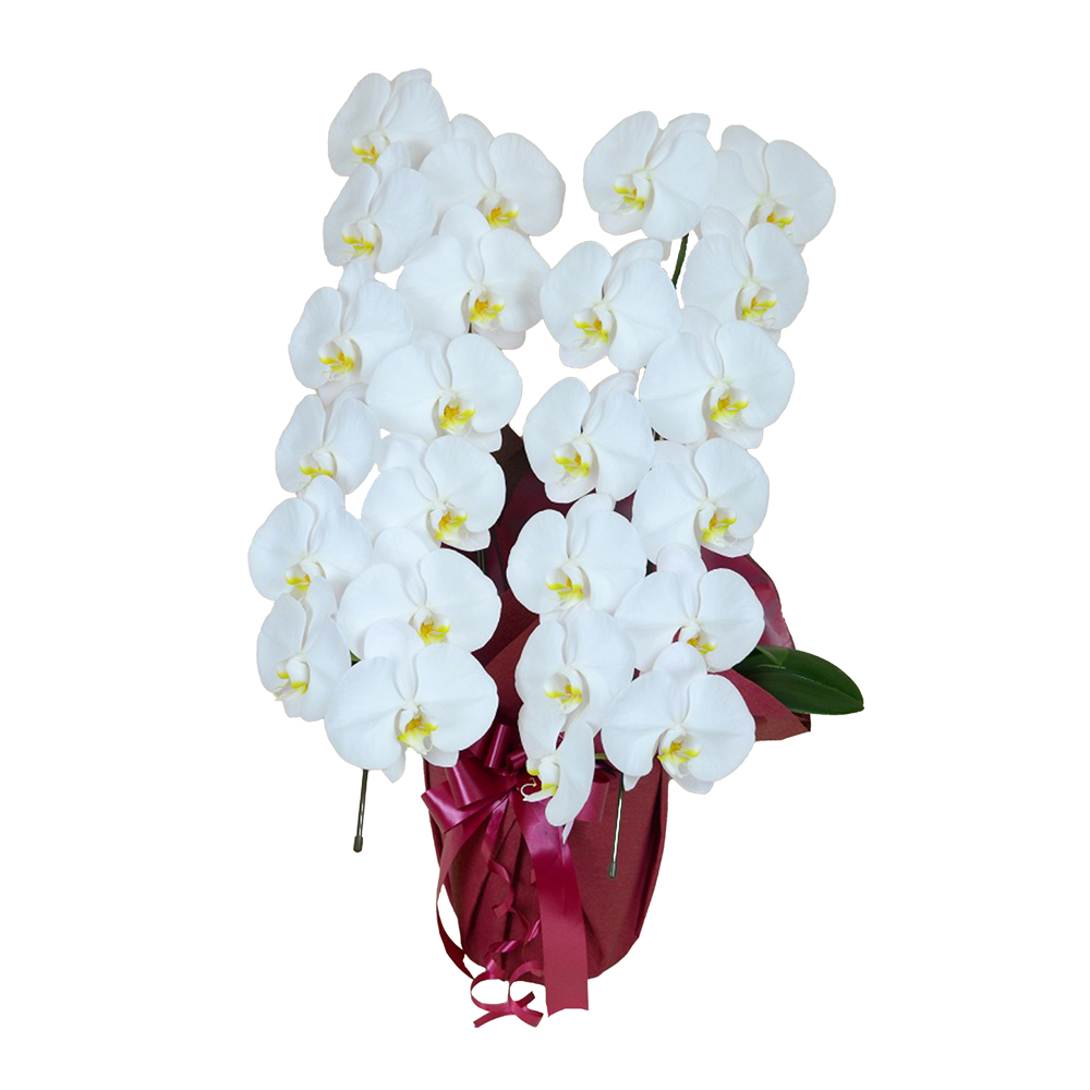 胡蝶蘭 1本立ち ピンク 16輪程度