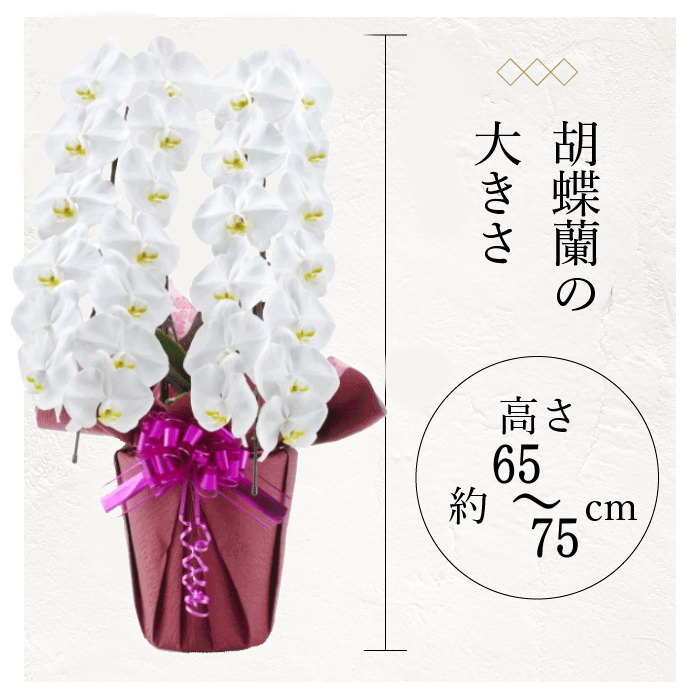 胡蝶蘭の大きさ