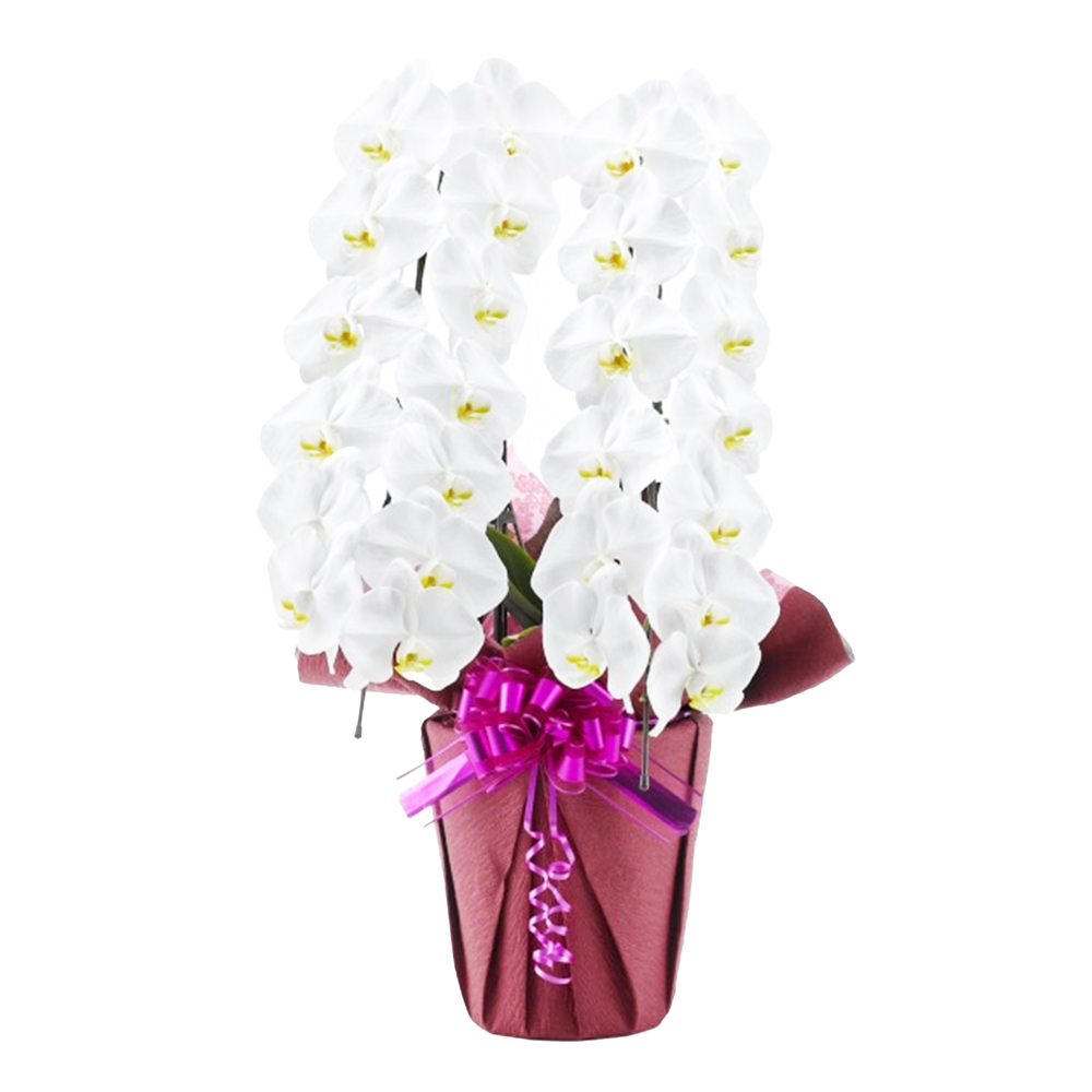 胡蝶蘭 1本立ち ピンク 16輪程度