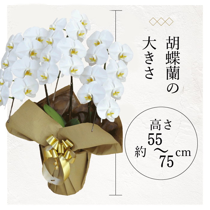 胡蝶蘭の大きさ