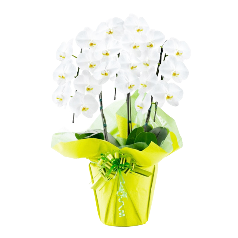 胡蝶蘭 1本立ち ピンク 16輪程度