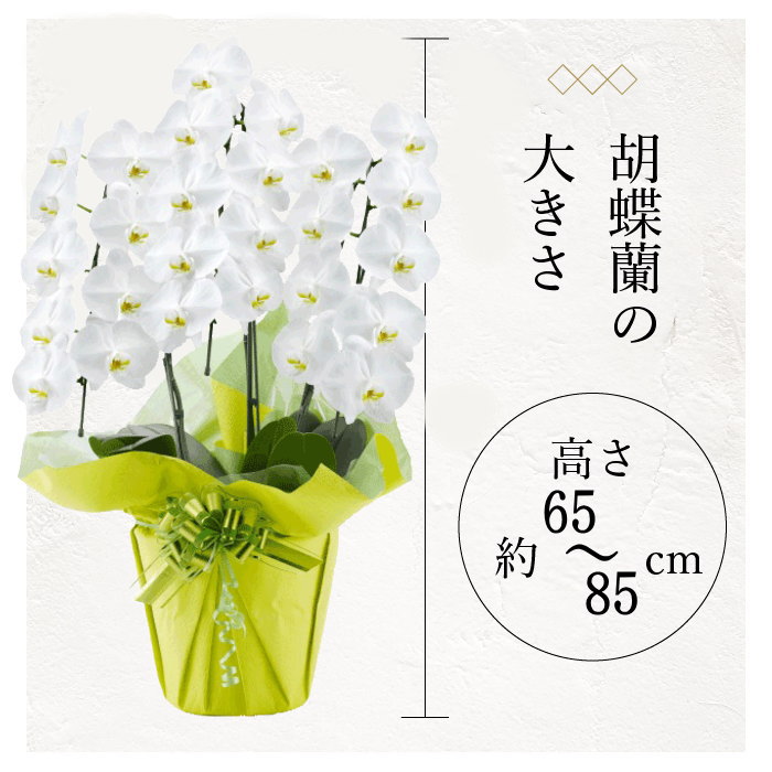 胡蝶蘭の大きさ