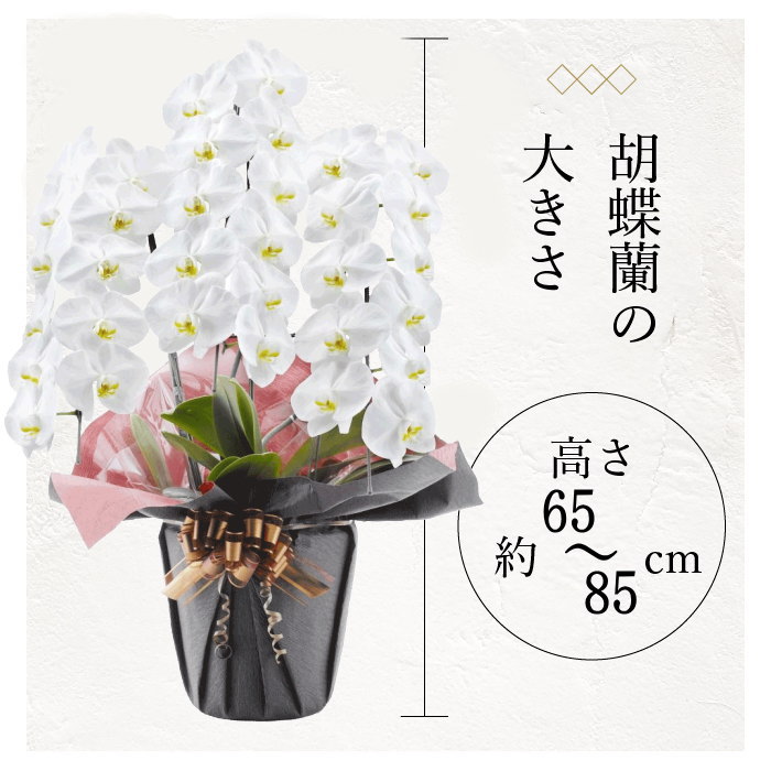 胡蝶蘭の大きさ