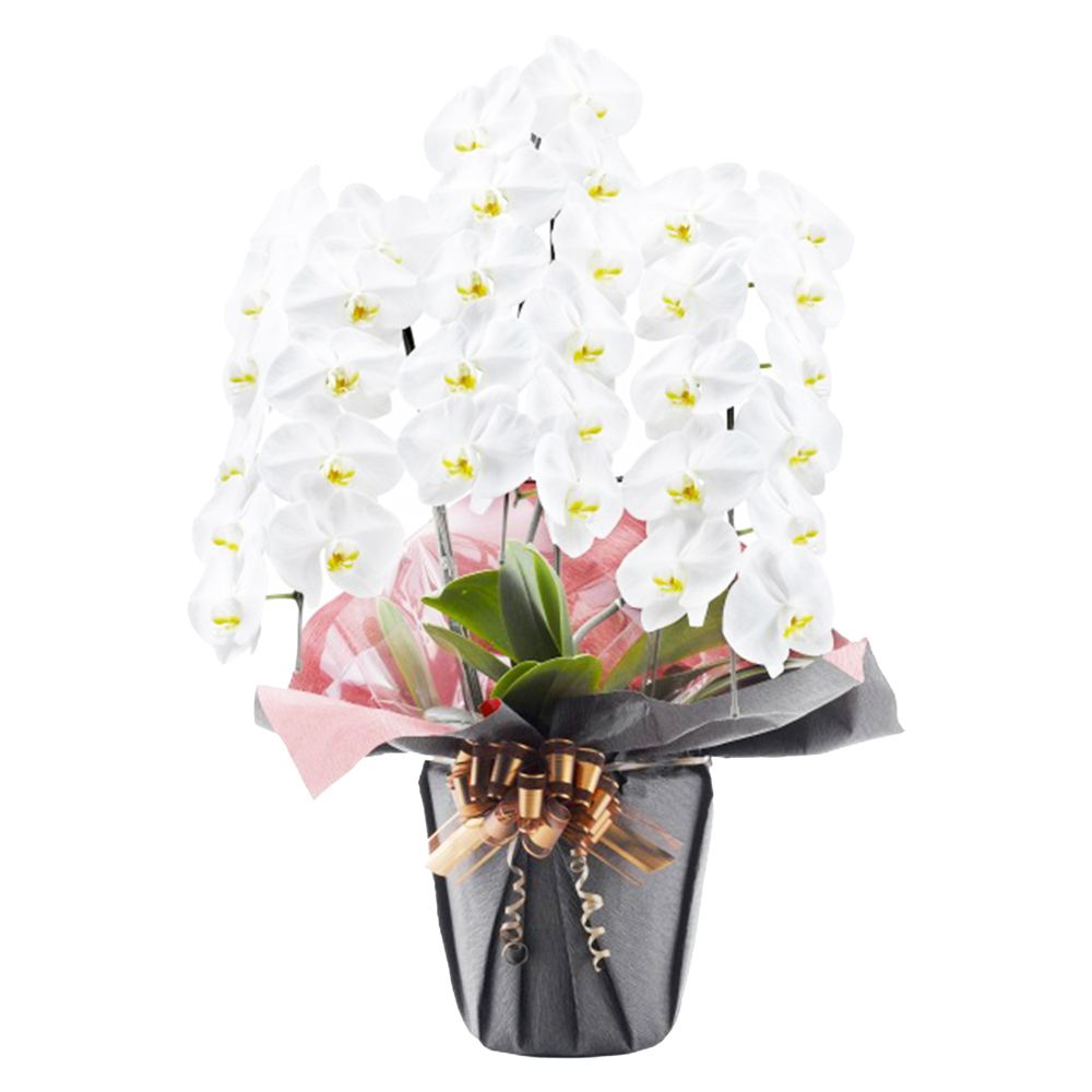 胡蝶蘭 1本立ち ピンク 16輪程度