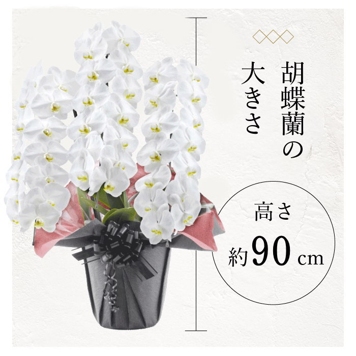 胡蝶蘭の大きさ