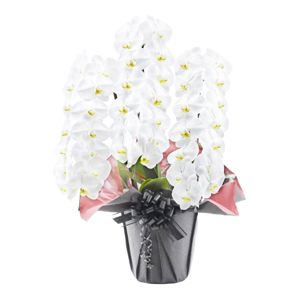 胡蝶蘭 1本立ち ピンク 16輪程度