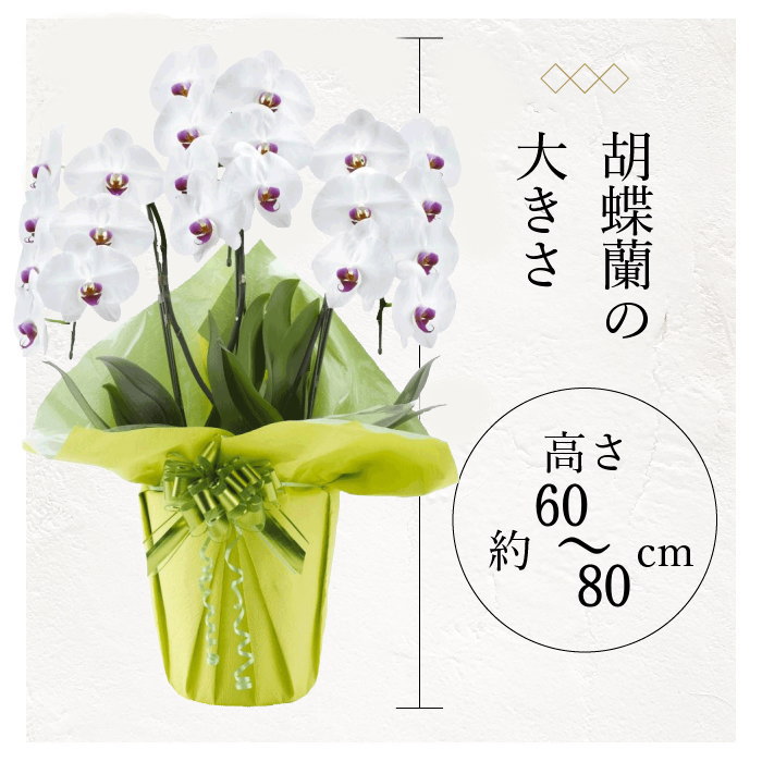 胡蝶蘭の大きさ