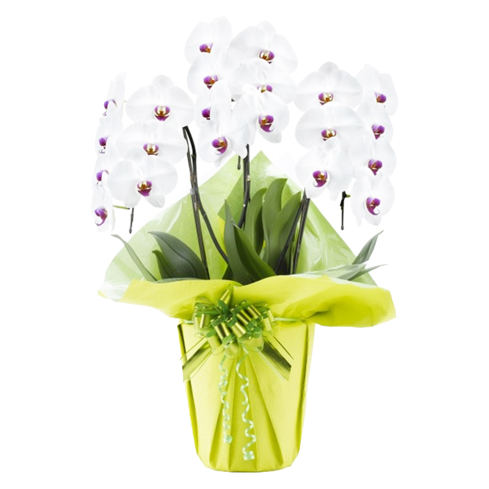 胡蝶蘭 1本立ち ピンク 16輪程度