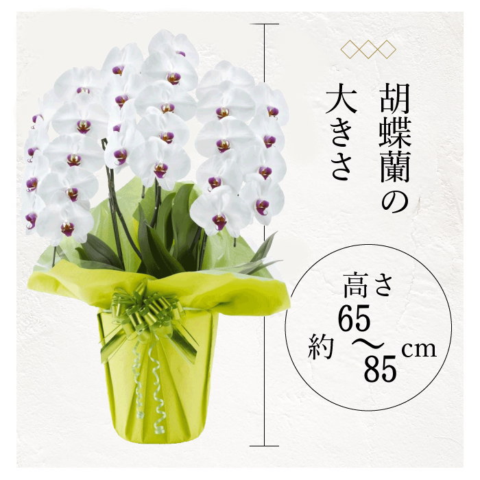 胡蝶蘭の大きさ