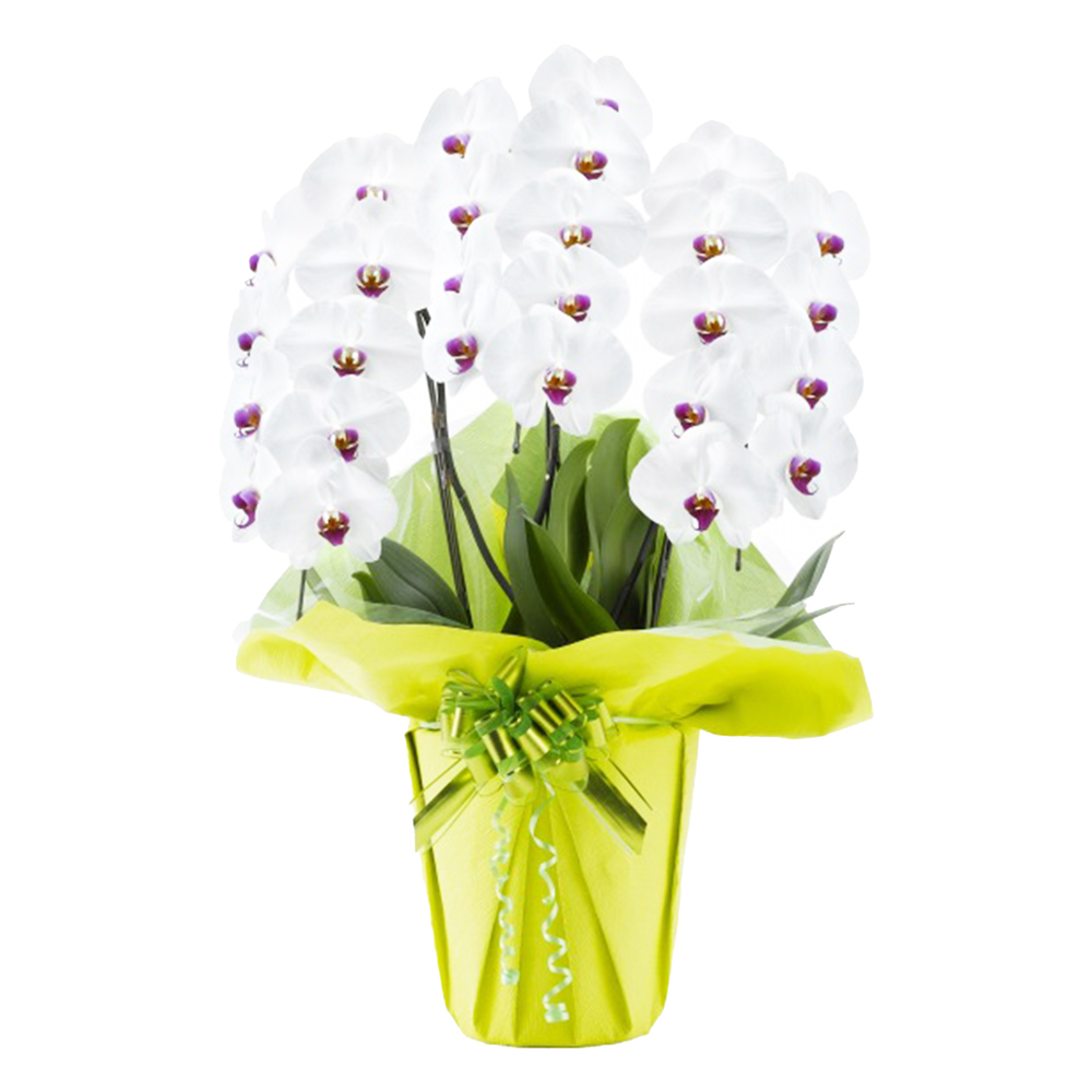 胡蝶蘭 1本立ち ピンク 16輪程度