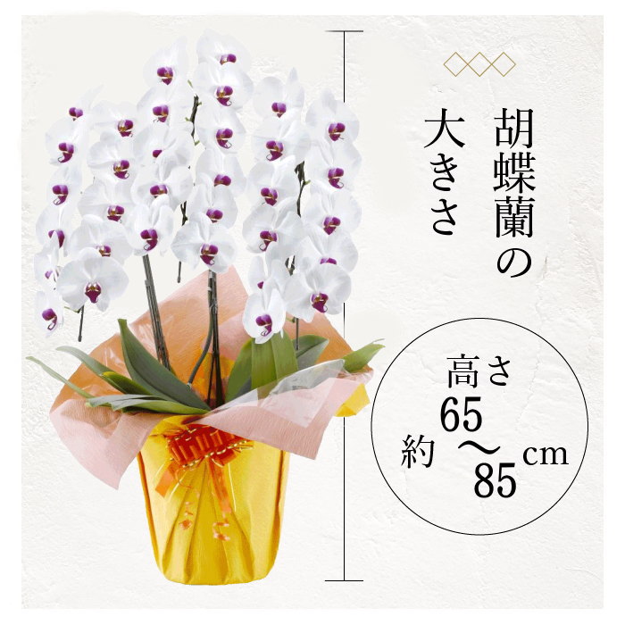 胡蝶蘭の大きさ