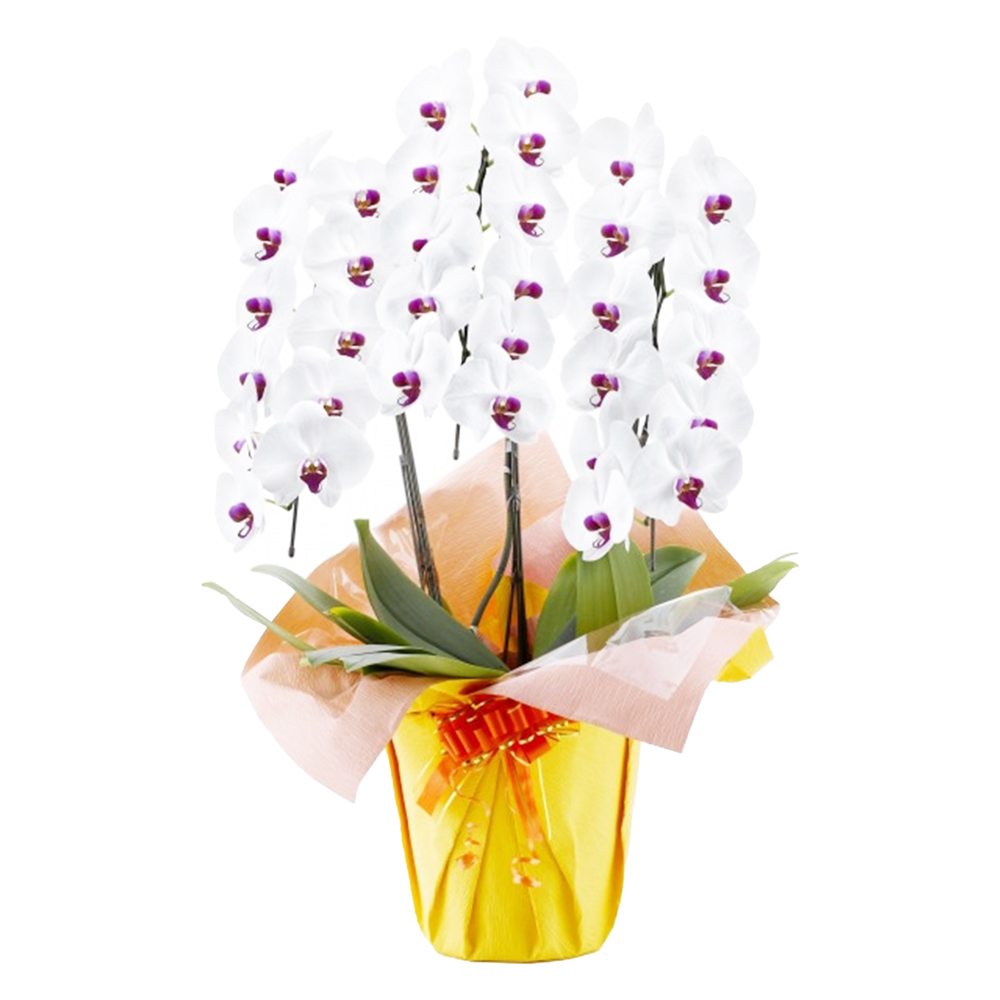 胡蝶蘭 1本立ち ピンク 16輪程度