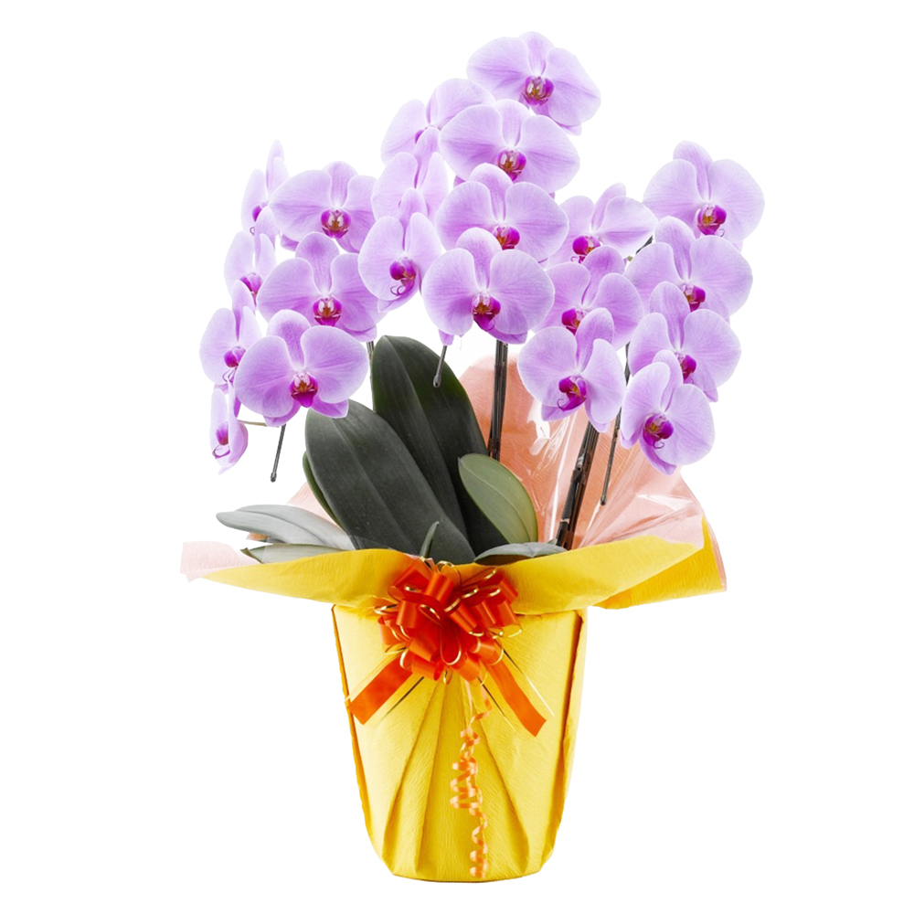 胡蝶蘭 1本立ち ピンク 16輪程度