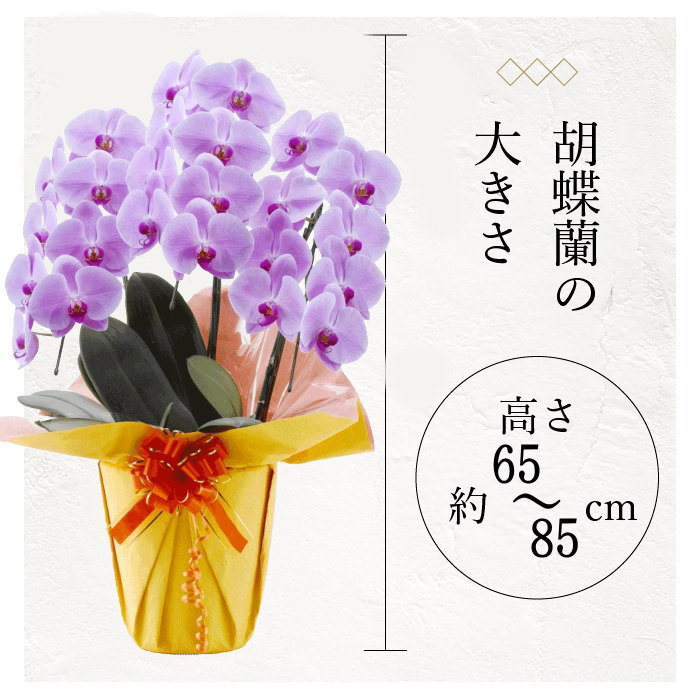 胡蝶蘭の大きさ