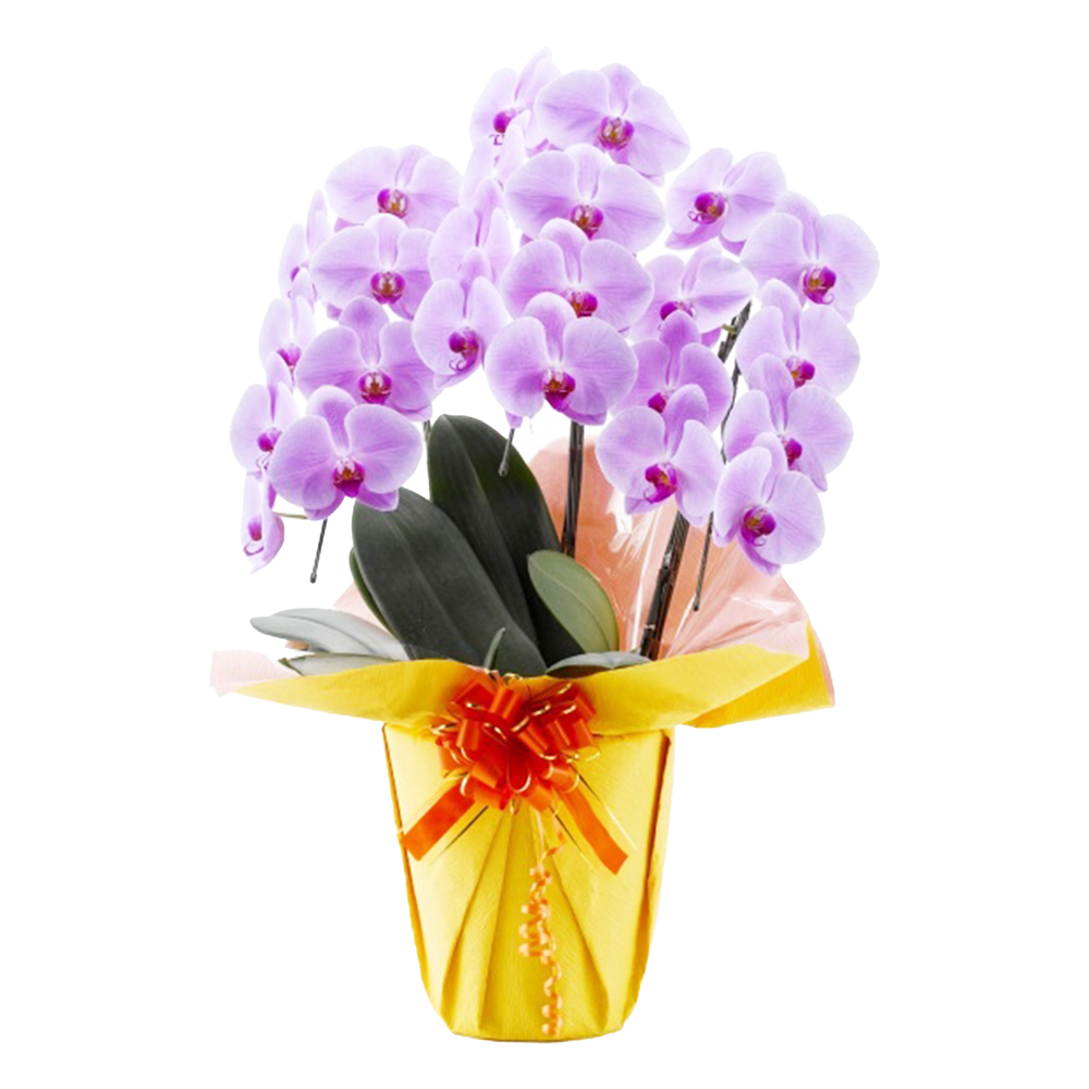 胡蝶蘭 1本立ち ピンク 16輪程度