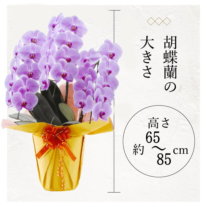 胡蝶蘭の大きさ