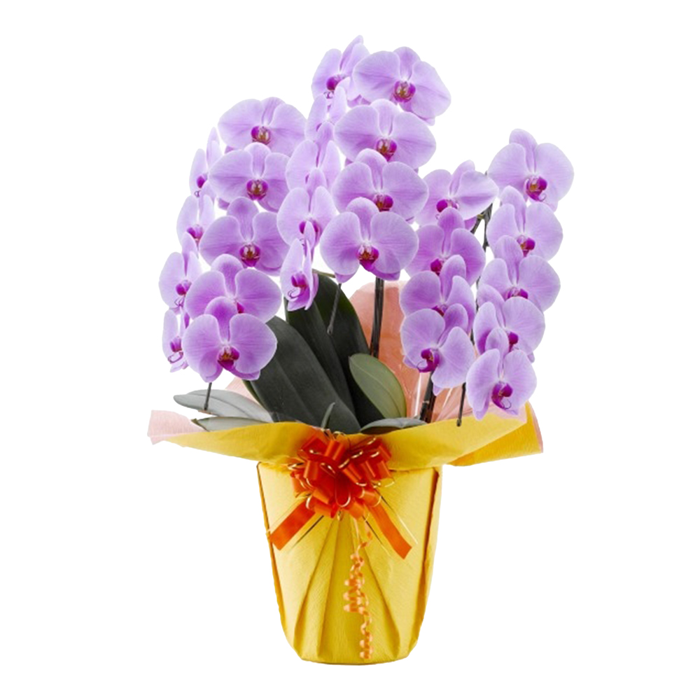 胡蝶蘭 1本立ち ピンク 16輪程度