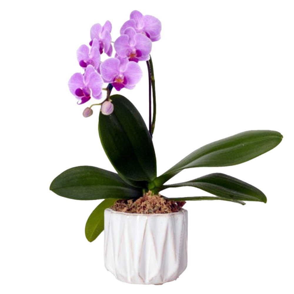 ミディ胡蝶蘭 1本立ち ピンク色 カヌレ鉢