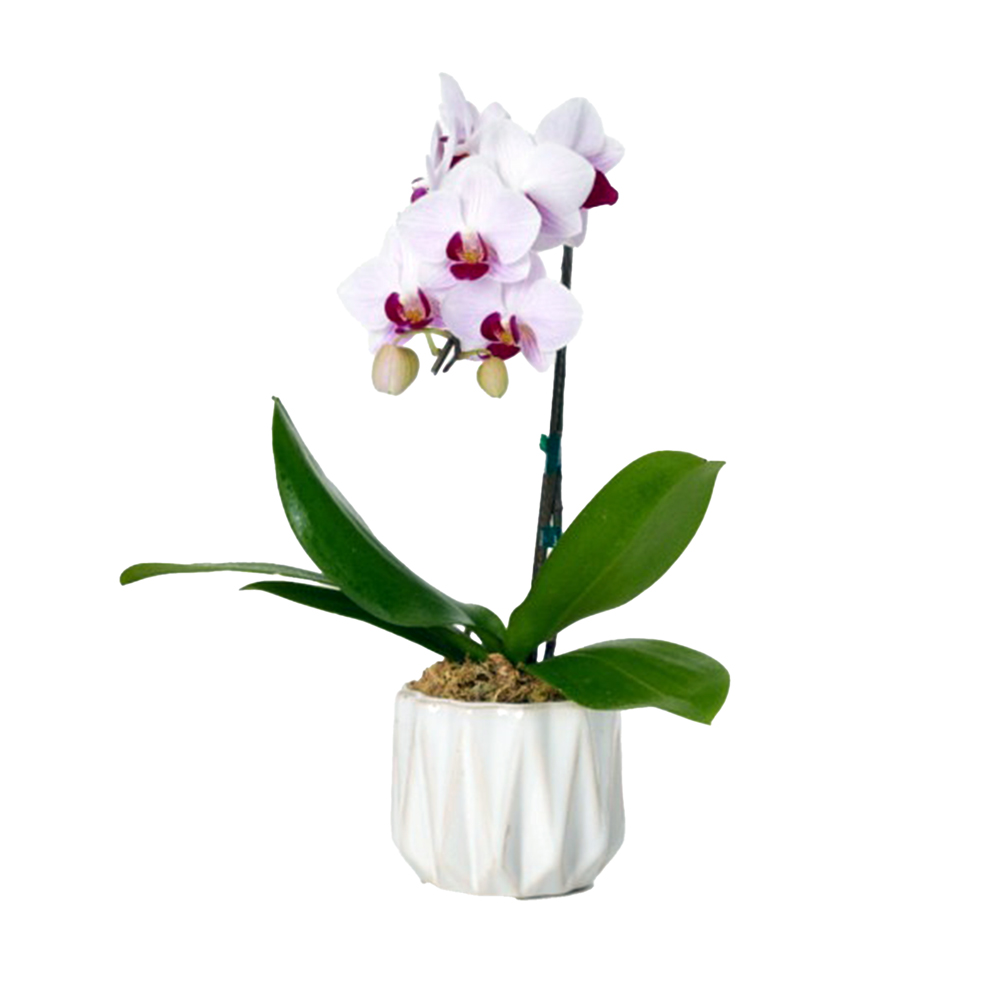 ミディ胡蝶蘭 1本立ち ピンク色 カヌレ鉢