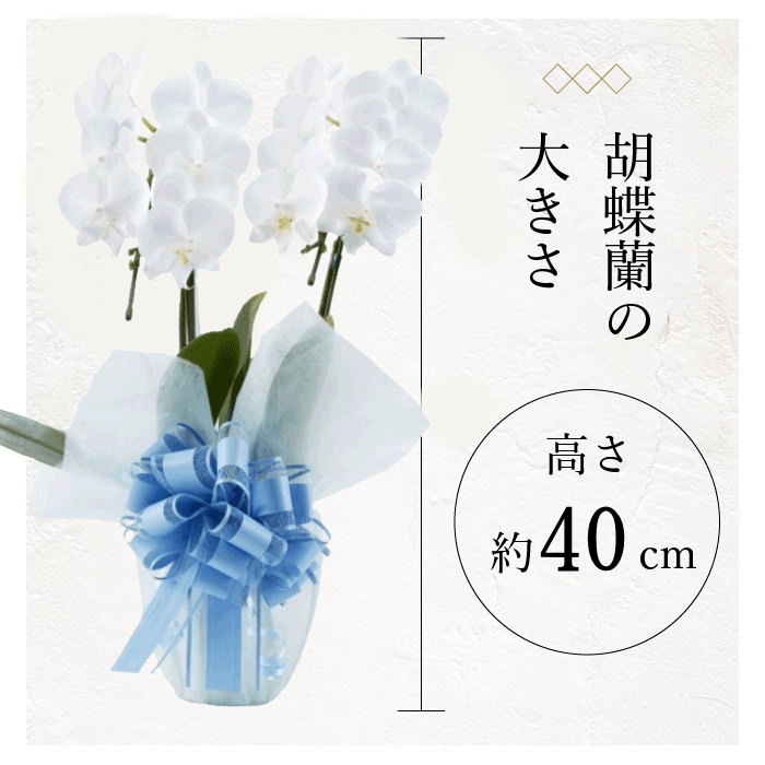 胡蝶蘭の大きさ