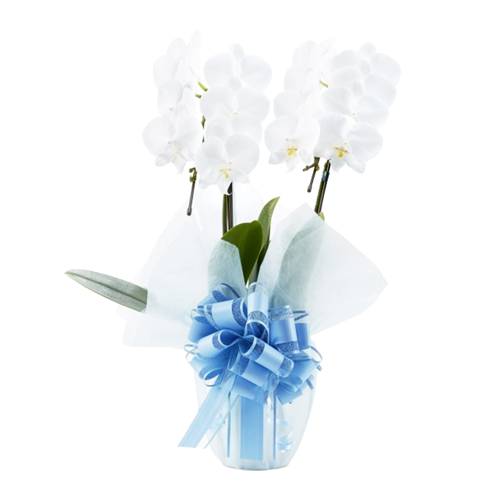 胡蝶蘭 1本立ち ピンク 16輪程度