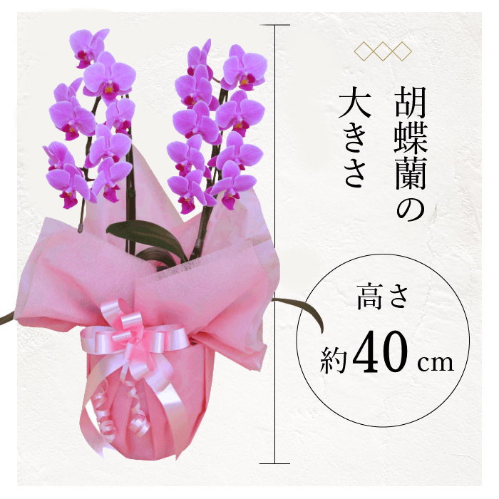 胡蝶蘭の大きさ