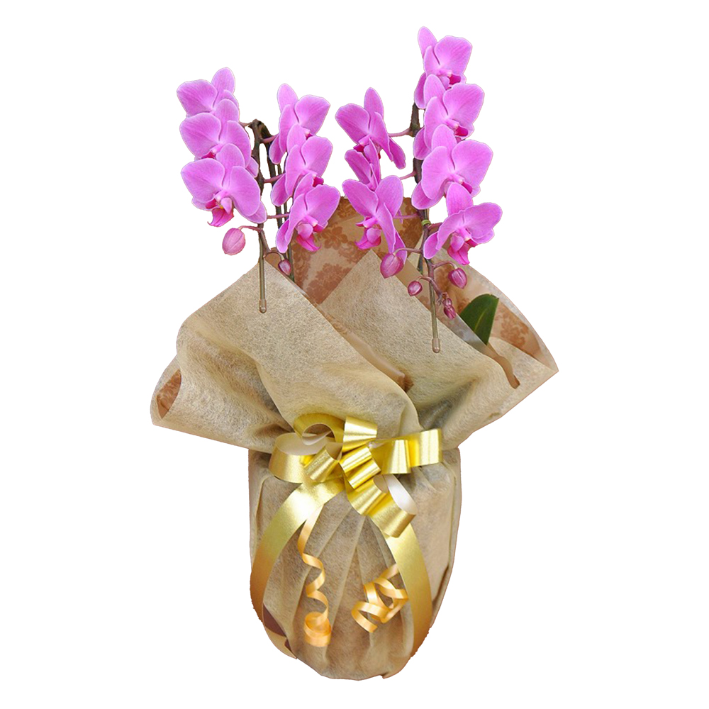 胡蝶蘭 1本立ち ピンク 16輪程度