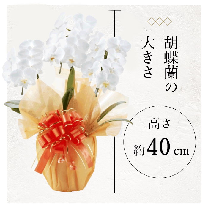 胡蝶蘭の大きさ