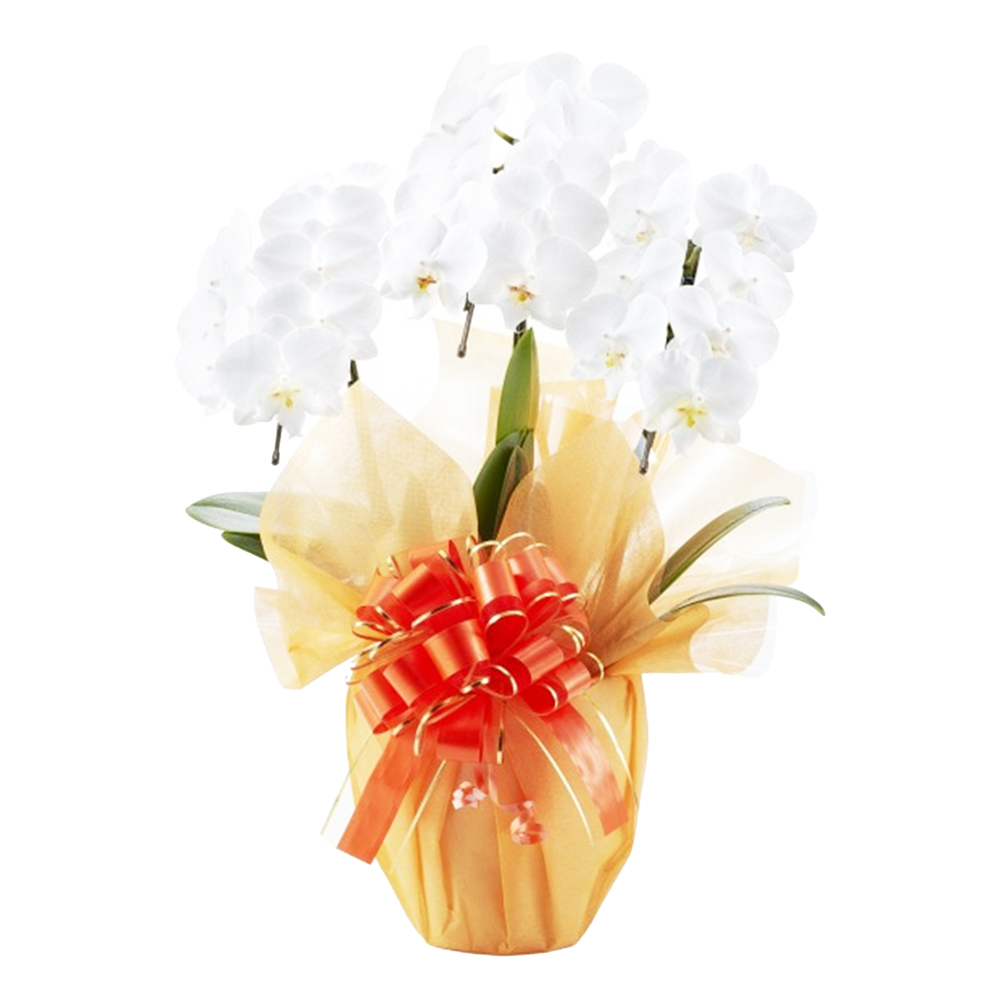 胡蝶蘭 1本立ち ピンク 16輪程度