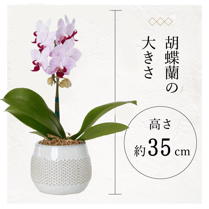 胡蝶蘭の大きさ