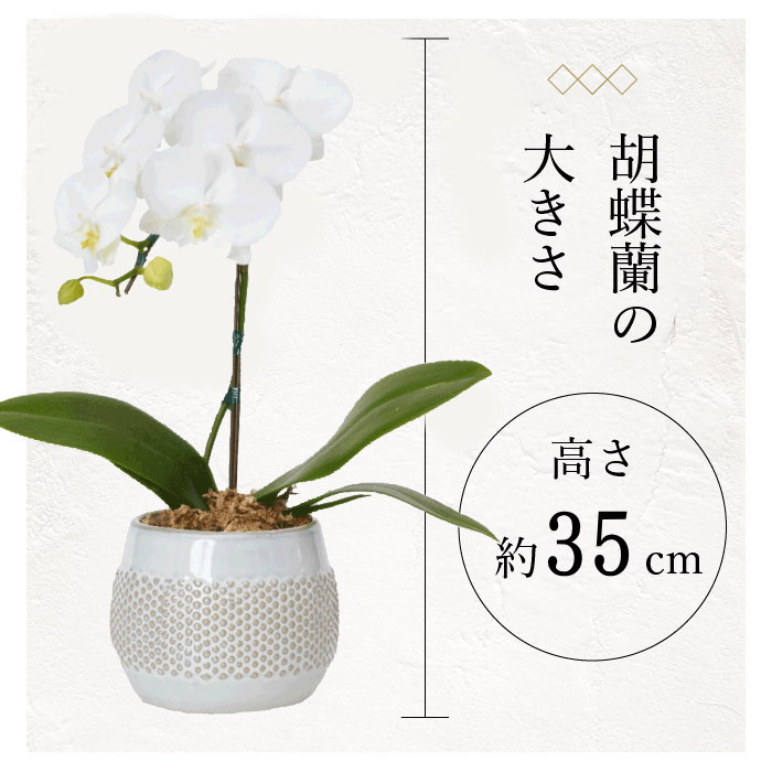 胡蝶蘭の大きさ