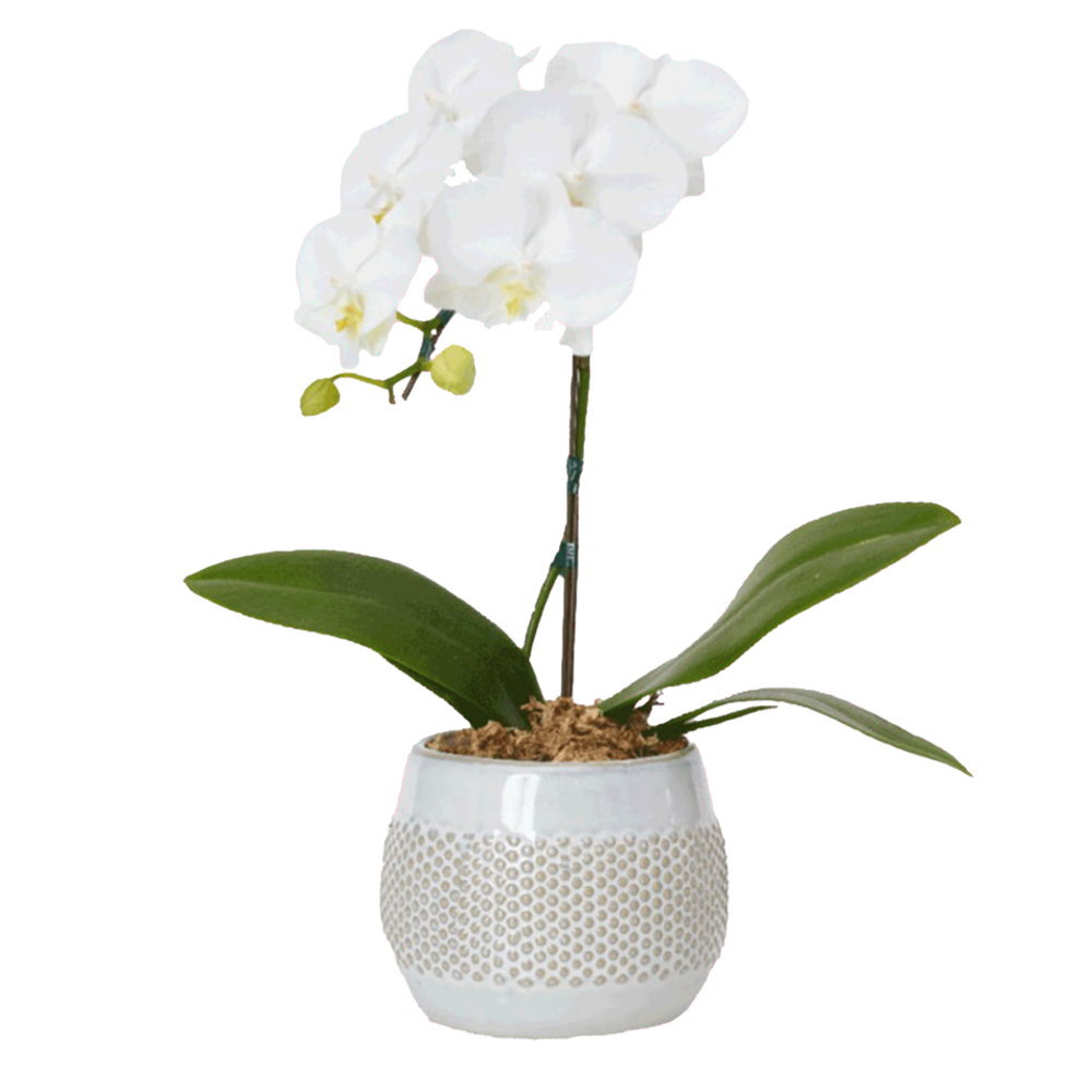 ミディ胡蝶蘭 2本立ち 白色 丸鉢