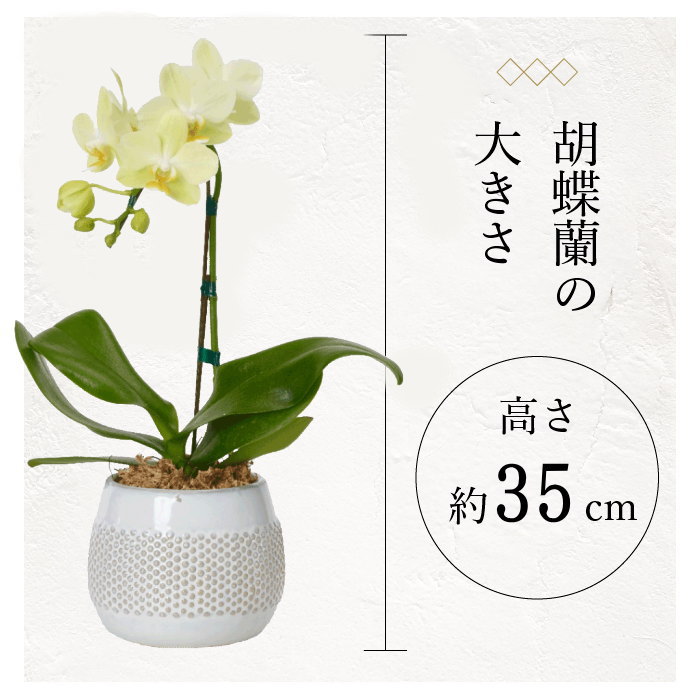 胡蝶蘭の大きさ