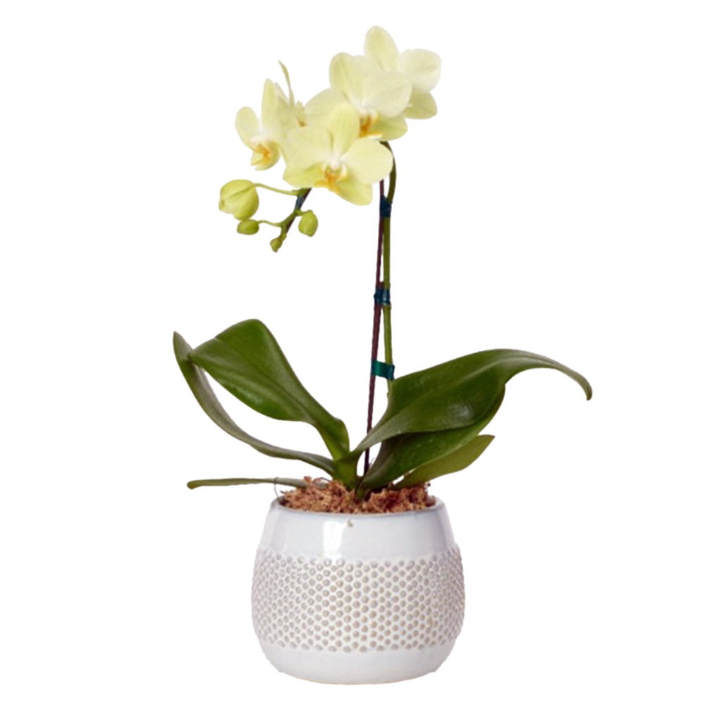 ミディ胡蝶蘭 2本立ち 白色 丸鉢