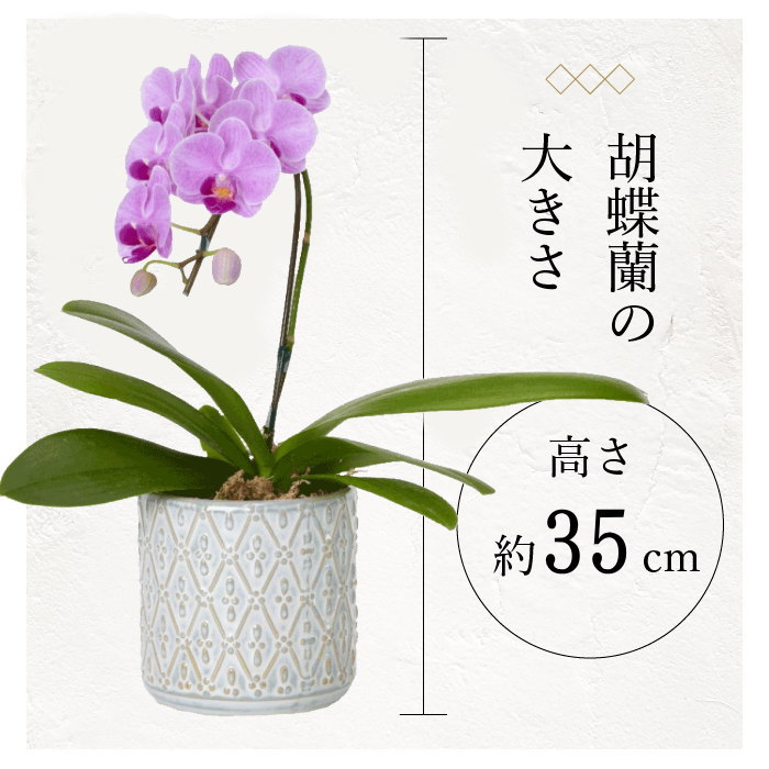 胡蝶蘭の大きさ