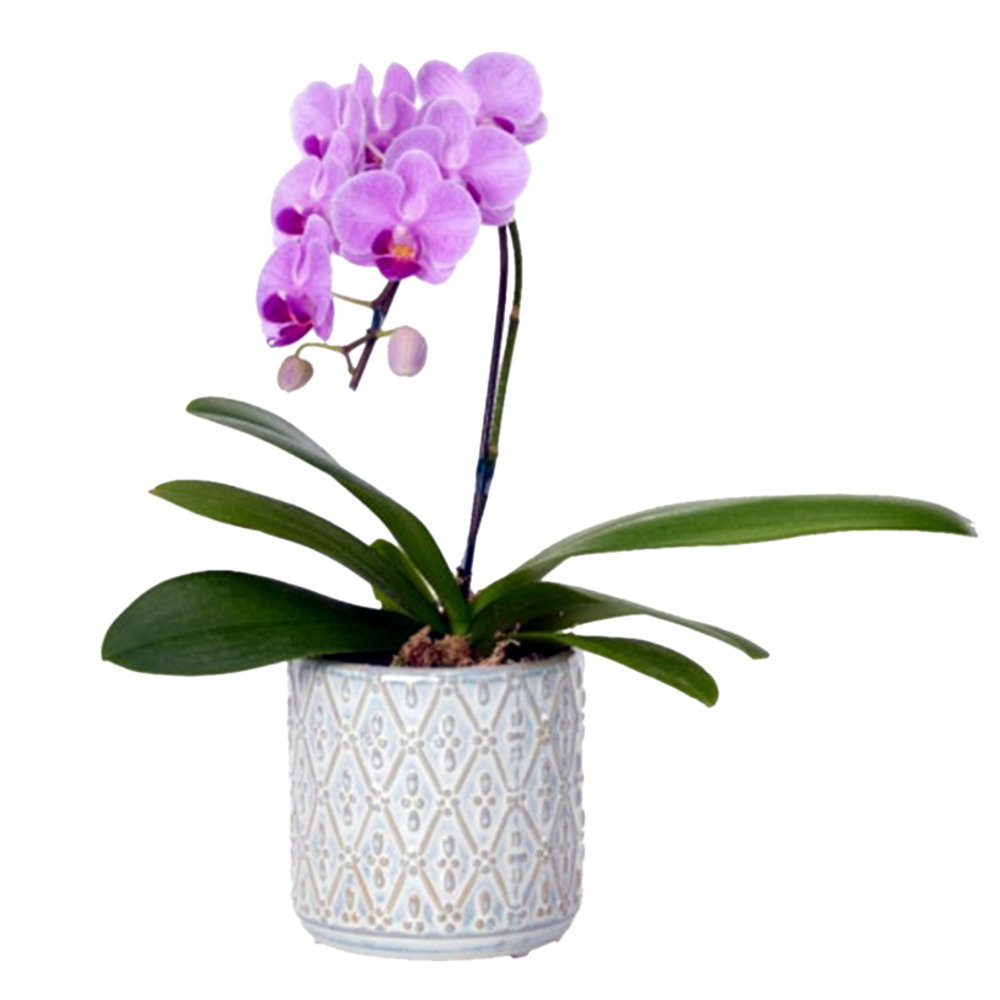 ミディ胡蝶蘭 1本立ち ピンク色 オーバル鉢