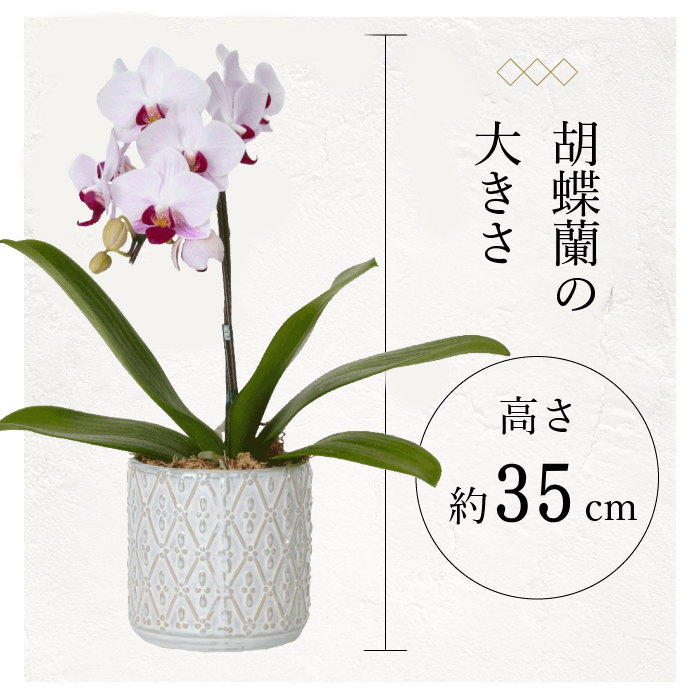 胡蝶蘭の大きさ