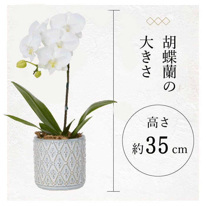 胡蝶蘭の大きさ