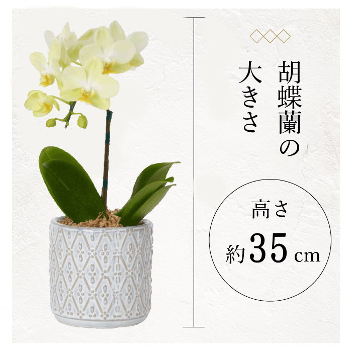 胡蝶蘭の大きさ