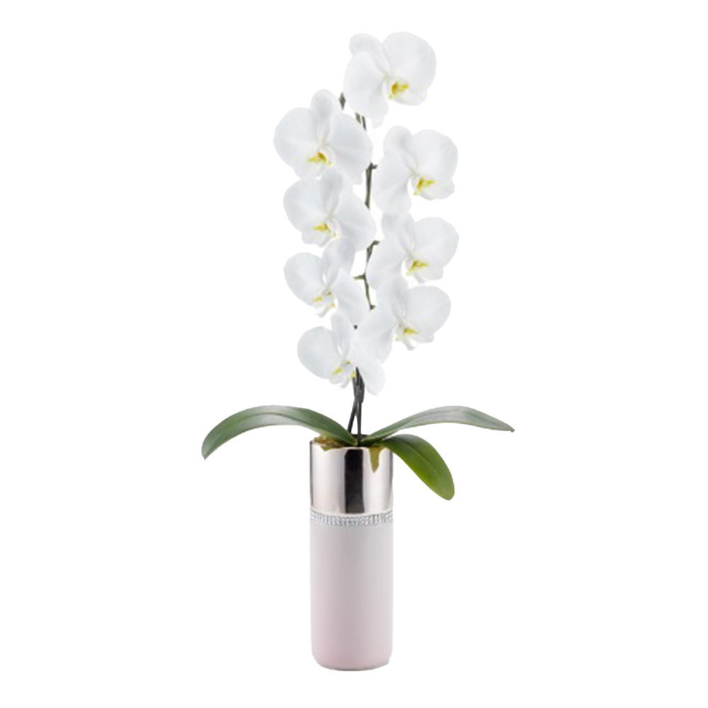胡蝶蘭 1本立ち 白色 トールピンク