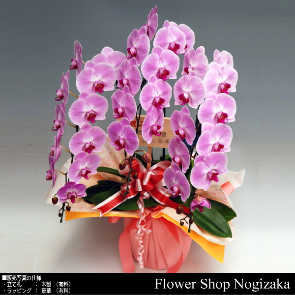 胡蝶,蘭,コチョウラン,祝い,開店,配達,ギフト,通販,贈り物,プレゼント