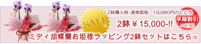 ミディ胡蝶蘭　お姫様ラッピング　２鉢セットはこちら