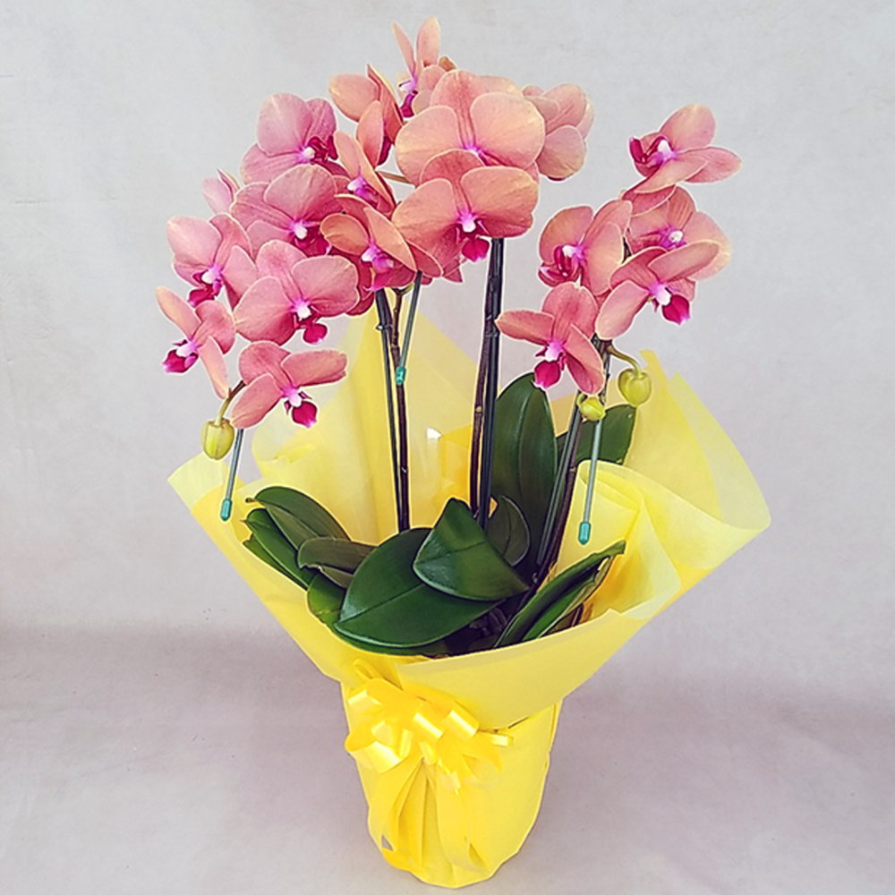 森田洋蘭園の小輪系胡蝶蘭 サーフソング 3本立ち 二重ラッピング仕立て オレンジ色