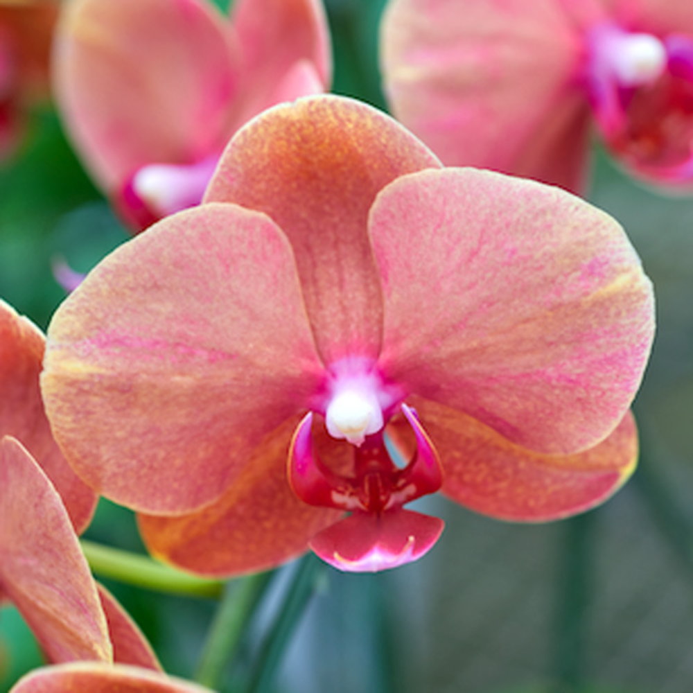 森田洋蘭園の小輪系胡蝶蘭 サーフソング 3本立ち 二重ラッピング仕立て オレンジ色