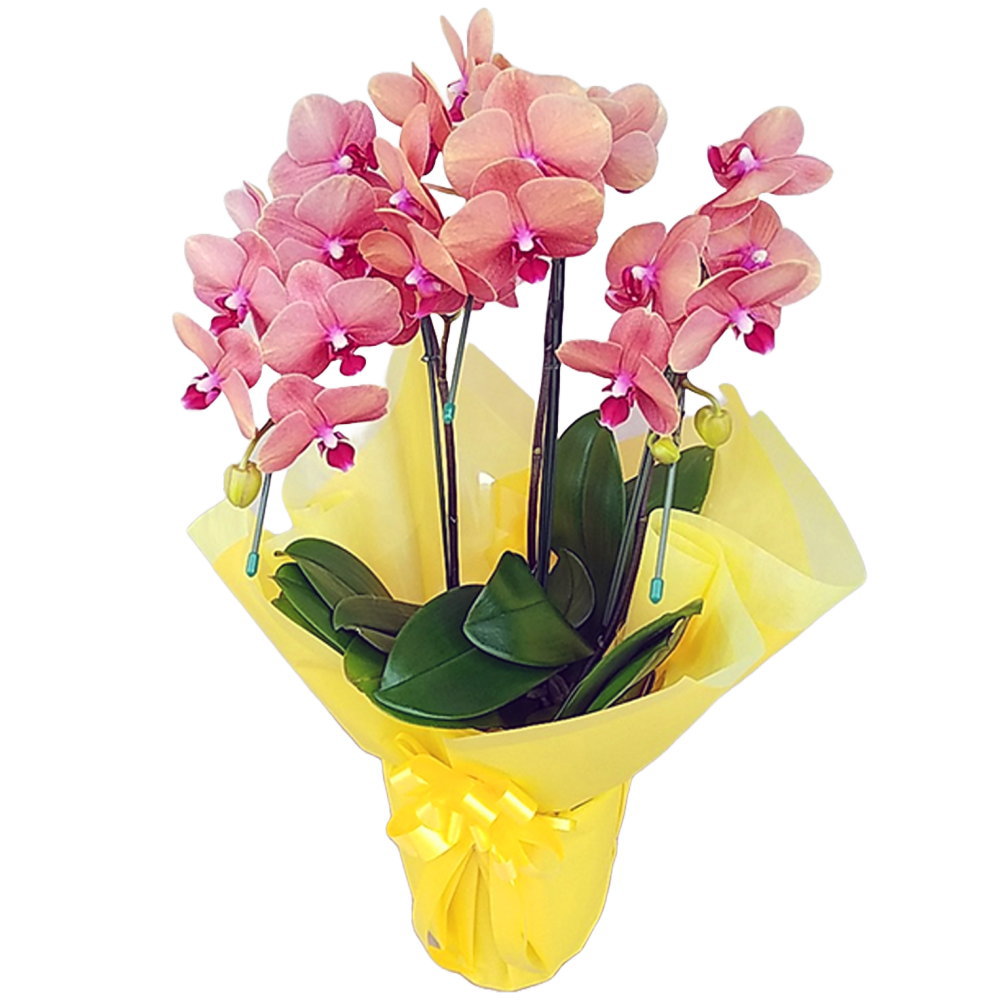 森田洋蘭園の小輪系胡蝶蘭 サーフソング 3本立ち 二重ラッピング仕立て オレンジ色