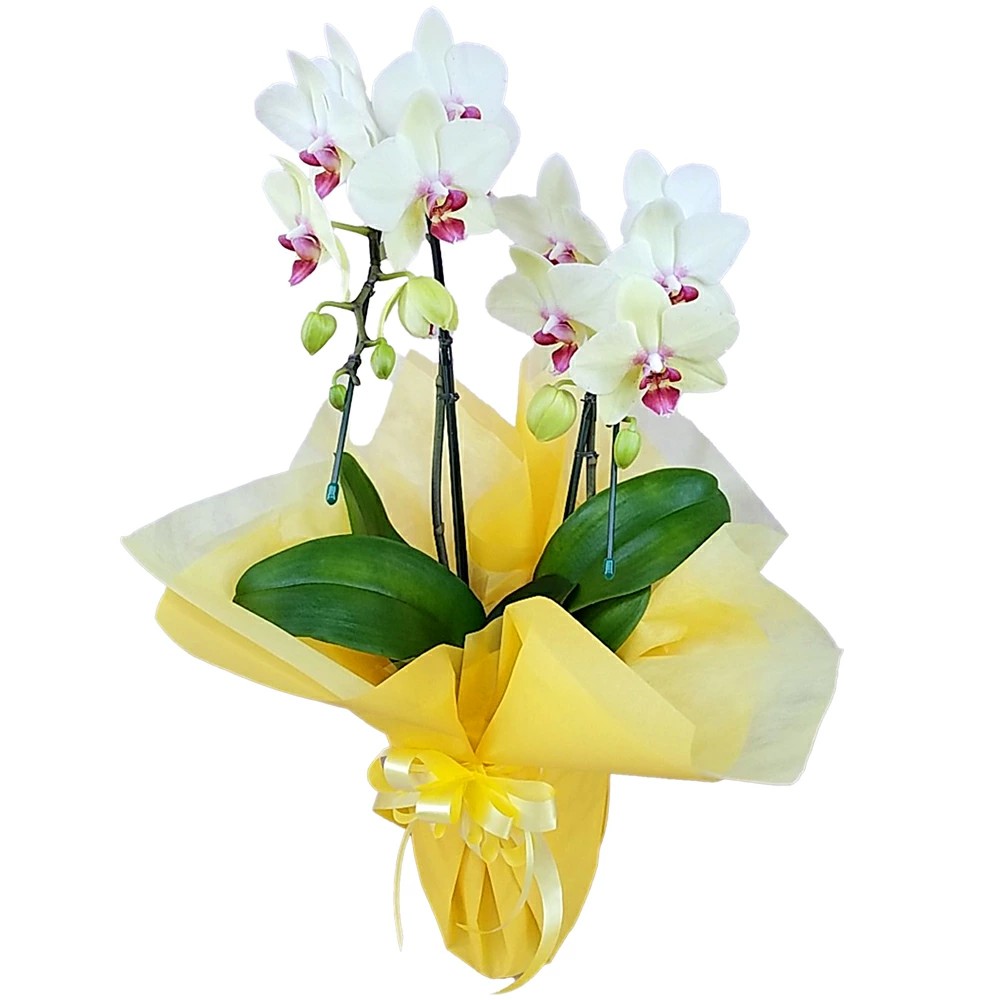 胡蝶蘭 ミディ ゴールデンエイジ 2本立ち 黄色  森田洋蘭園