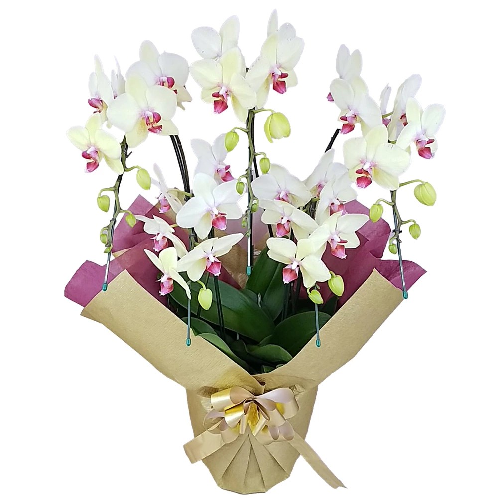 胡蝶蘭 ミディ ゴールデンエイジ 5本立ち ゴールドラッピング仕立て 森田洋蘭園