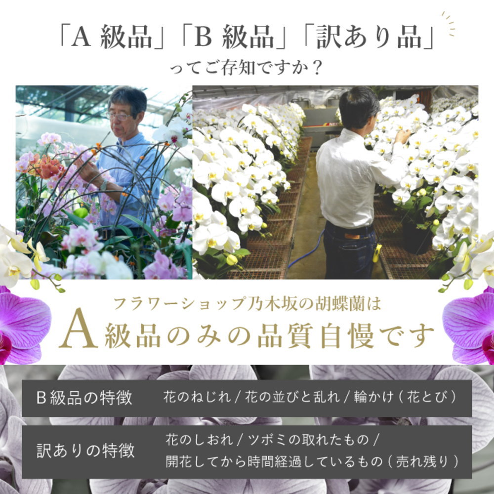 A級品 B級品 訳あり品ってご存知ですか？