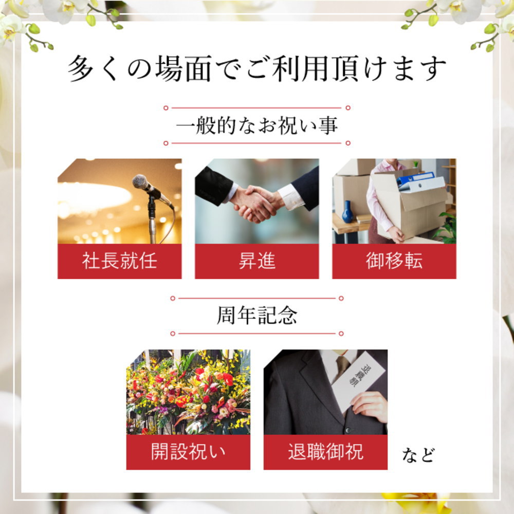 胡蝶蘭は多くの場面でご利用頂けます